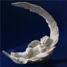 PLUMA DE ÁNGEL TALLADA
